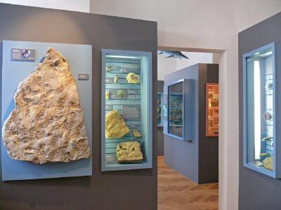 Innenansicht des Museum Terra Triassica mit Vitrinen und Ausstellungsstücken