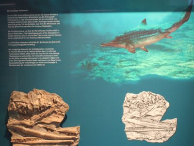 Darstellung eines fossilen Schädels und realistische Nachbildung des entsprechenden Fischsauriers
