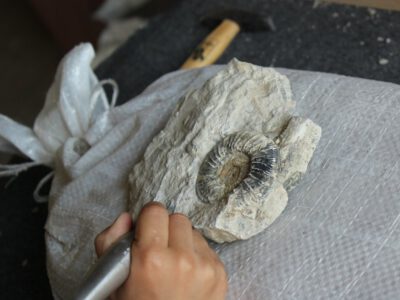 Kinderhand welche einen Ammoniten präpariert