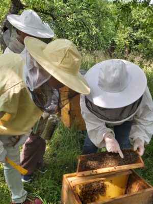 Imker mit Schutzausrüstung begutachten Bienenwaben