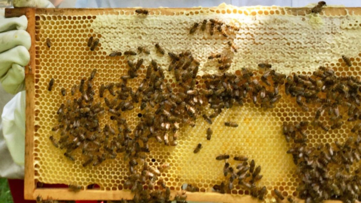 Bienenwaben mit Bienen