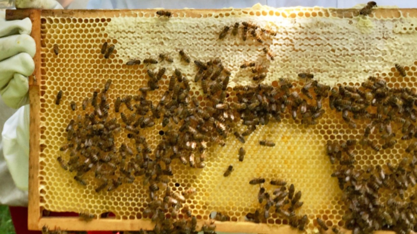 Bienenwaben mit Bienen