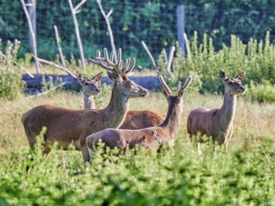 Rotwild im Wildpark Klaushof