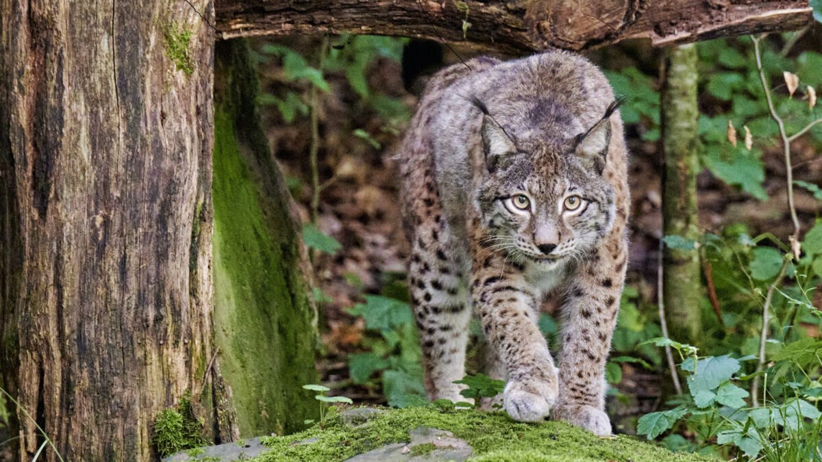Sich anschleichender Luchs im Wildpark Klaushof