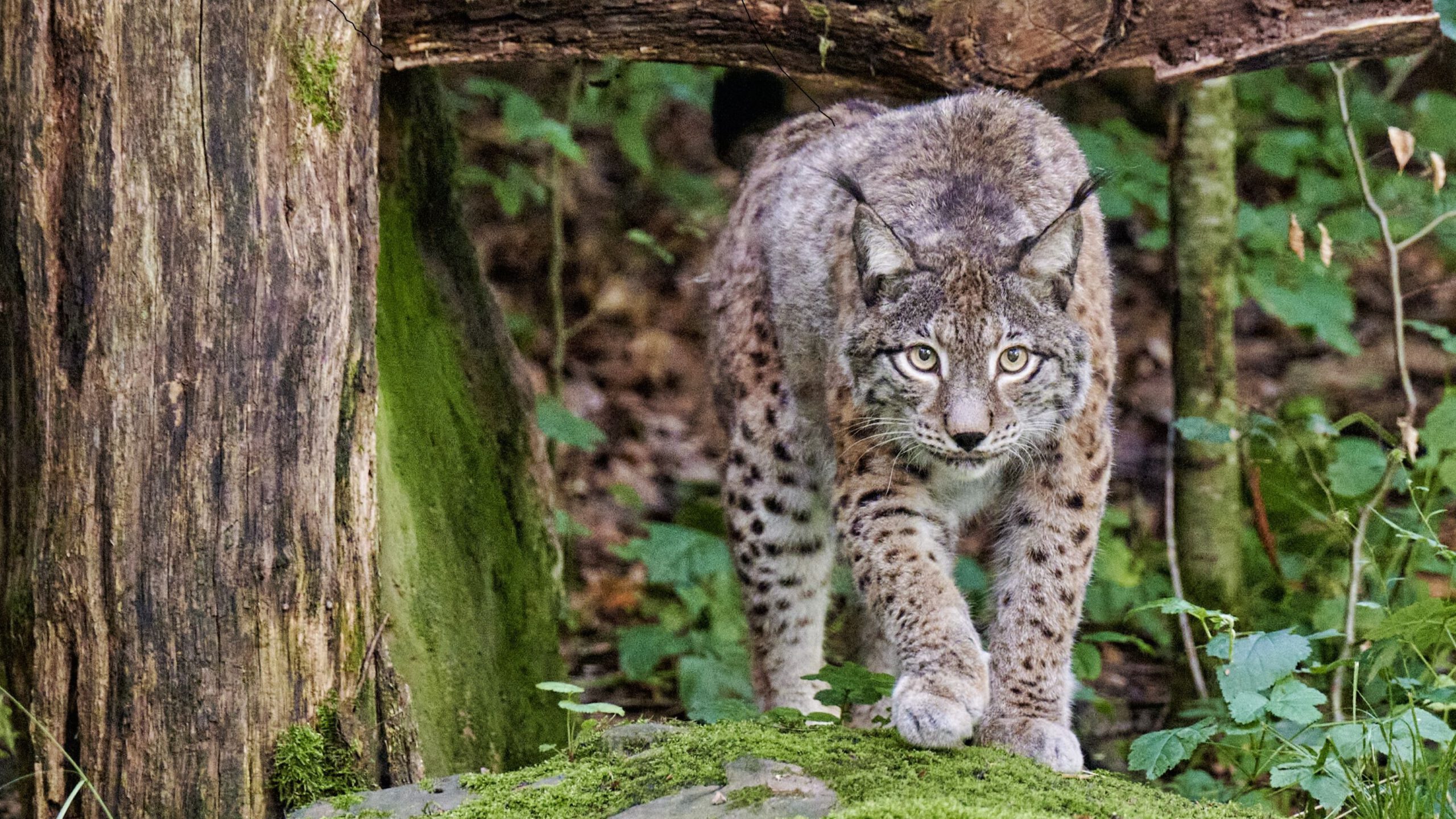 Sich anschleichender Luchs im Wildpark Klaushof