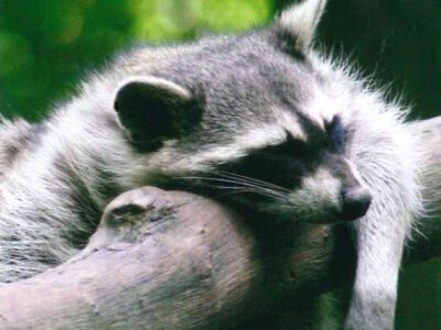 Waschbär auf einem Ast ruhend im Wildpark Klaushof