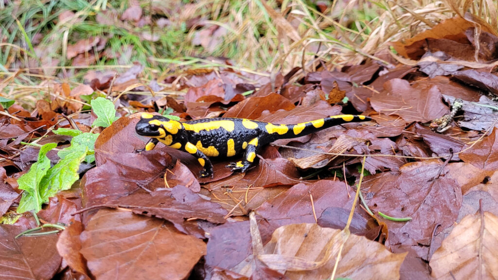 Bild eines Feuersalamanders auf Laub